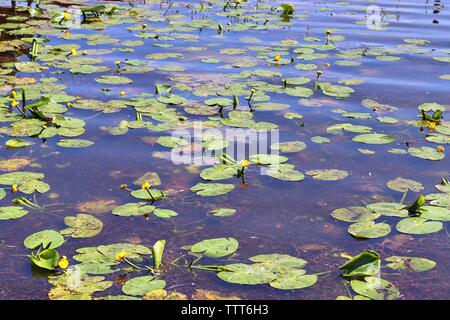 Bella vista a nord del lago tedesco in una giornata di sole con un bel blu acqua e paesaggi rilassanti Foto Stock