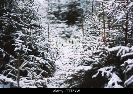 Coperta di neve abete rosso di alberi che crescono in foresta Foto Stock