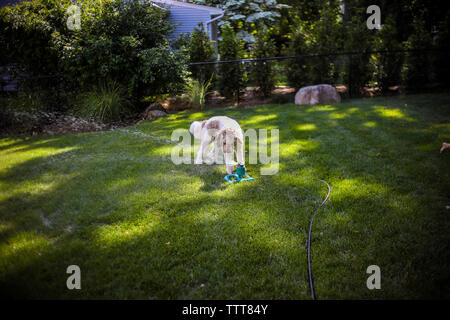 Angolo di alta vista del cane da impianti sprinkler sul campo erboso in cantiere Foto Stock