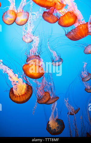 Mare meduse di ortica in mare Foto Stock