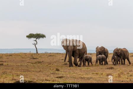 Gli elefanti con vitelli camminando sul campo contro sky Foto Stock