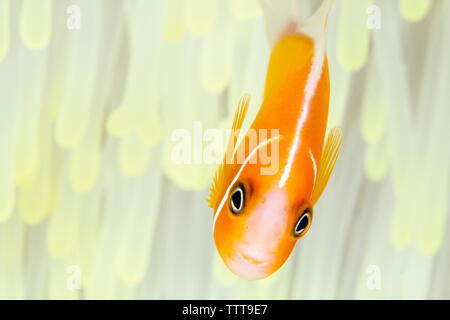 Pink anemonefish nuoto nel mezzo di un magnifico anemone marittimo Foto Stock