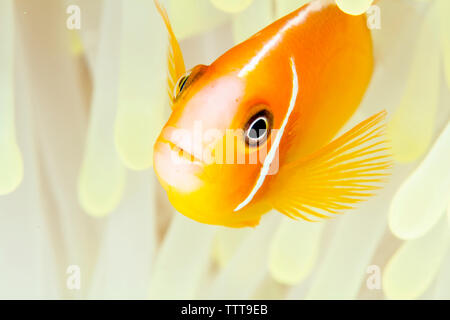 Rosa (anemonefish amphiprion perideraion) nuotare nel mezzo di un magnifico anemone marittimo Foto Stock