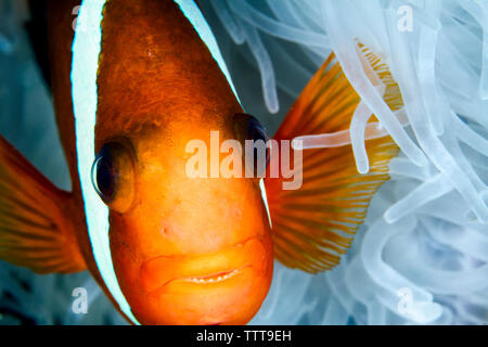 Close-up di rosso e nero (anemonefish Amphiprion melanopus) da magnifici anemone marittimo Foto Stock