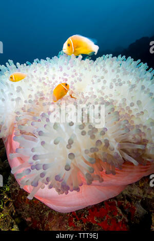 Angolo di alta vista di rosa (anemonefish amphiprion perideraion) nuoto dal magnifico mare subacquea anemone Foto Stock