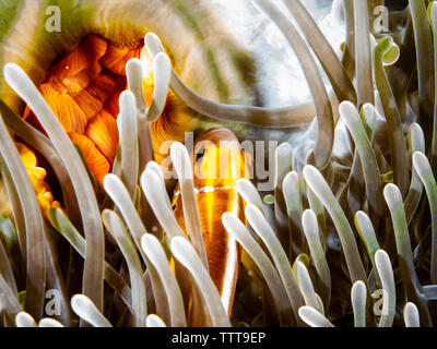 Close-up di rosa (Anemonefish Amphiprion perideraion) nuoto da coralli underwater Foto Stock