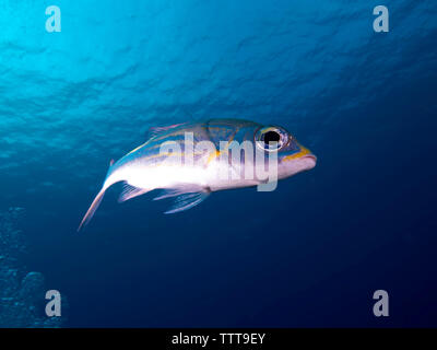 Close-up di strisce di gran-eye orate (Gnathodentex aureolineatus) nuoto sott'acqua Foto Stock