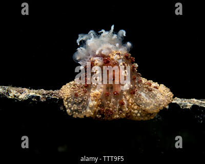 Close-up di Tuberculate notte (anemone Alicia sansibarensis) nuoto sott'acqua Foto Stock