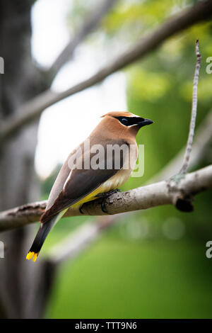 Close-up di Cedar Waxwing appollaiate su albero Foto Stock