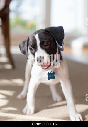 Carino in bianco e nero cucciolo con orecchie floppy Foto Stock