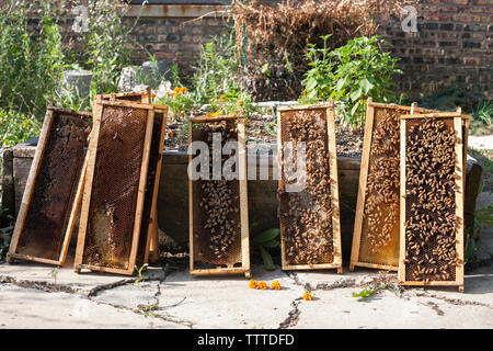 Api su telai di legno contro piante Foto Stock