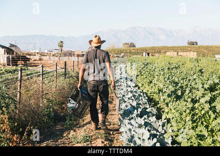Vista posteriore del contadino gabbia portante mentre si cammina in agriturismo Foto Stock