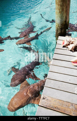 EXUMA, Bahamas. Nuoto con docile squalo nutrice alla bussola Marina Cay. Foto Stock