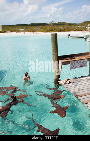 EXUMA, Bahamas. Nuoto con docile squalo nutrice alla bussola Marina Cay. Foto Stock