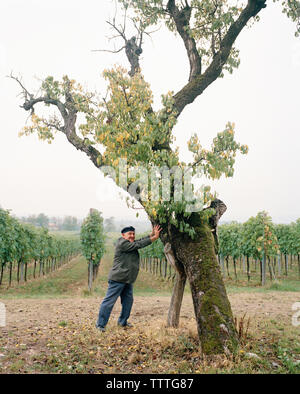 L'Italia, Verona, Gargagnago di Valpolicella, senior man standing mediante una struttura ad albero con vigneto in background all'La Foresteria Serego Alighieri. Foto Stock