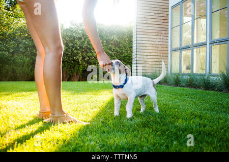 Sezione bassa di donna cane di alimentazione sul campo erboso a backyard Foto Stock