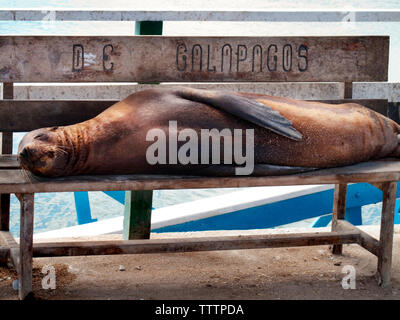 Sea Lion in appoggio sul banco di prova contro il mare Foto Stock