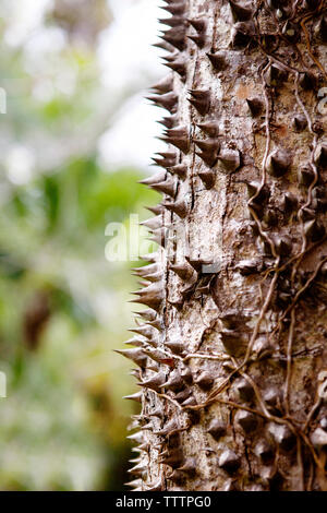 Close-up di spinosa tronco di albero Foto Stock