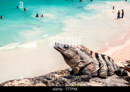 Angolo di alta vista di Iguana su roccia contro la spiaggia durante il giorno di sole Foto Stock