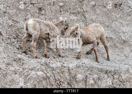 Due giovani agnelli di pecora bighorn (Ovis canadensis) giocano sulla scogliera rocciosa del Badlands National Park, South Dakota, USA Foto Stock