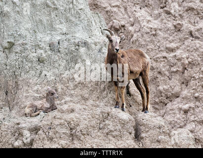 Femmina di pecora bighorn (Ovis canadensis) con il suo agnello alla scogliera del Badlands National Park, South Dakota, Stati Uniti Foto Stock