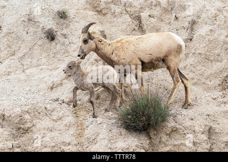 La femmina di pecora bighorn (Ovis canadensis) con il suo agnello alla scogliera del Badlands National Park, South Dakota, Stati Uniti Foto Stock