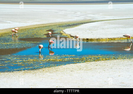 Fenicotteri nella laguna Hedionda, dipartimento di Potosi, Bolivia Foto Stock