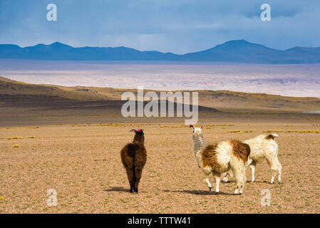 Alpaca sulle rive della Laguna Colorada con montagna Ande, Eduardo Avaroa fauna Andina riserva nazionale, dipartimento di Potosi, Bolivia Foto Stock