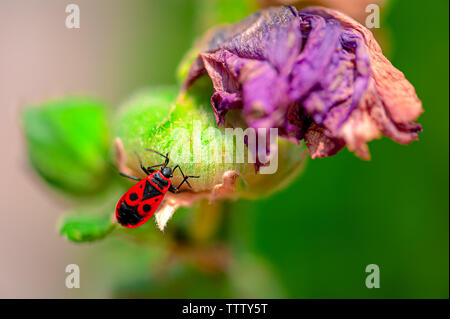 Primo piano della Comunità firebug sul fiore svanire prese con profondità di campo ridotta. Foto Stock