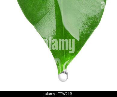 Olio essenziale in caduta dalla foglia verde isolato su bianco Foto Stock