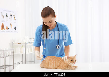 Piuttosto giovane veterinario dando iniezione al gatto rosso Foto Stock