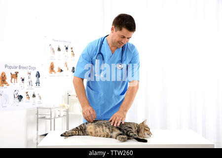 Bel giovane veterinario esaminando cat in clinica Foto Stock