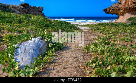 Spiaggia, Andicuri Bay, Aruba Foto Stock