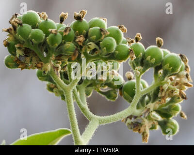 Solanum mauritianum, erbaccia di bush del tabacco selvaggio, una pianta di specie invasive aka il nightshade di lana, bugweed Foto Stock