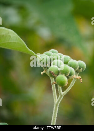 Solanum mauritianum, erbaccia di bush del tabacco selvaggio, una pianta di specie invasive aka il nightshade di lana, bugweed Foto Stock