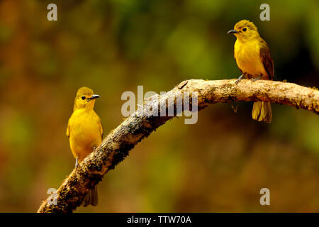 Giallo bulbul browed, Acritillas indica, Ganeshgudi, Karnataka, India. Foto Stock