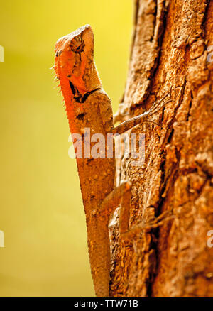 Roux forest lizard, Calotes rouxi, Ganeshgudi, Karnataka, India. Foto Stock