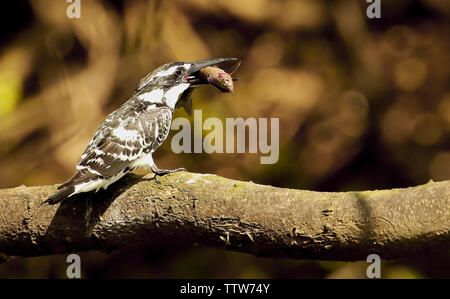 Pied kingfisher con pesce, Ceryle rudis, Ranganathittu Bird Sanctuary, Karnataka, India. Foto Stock