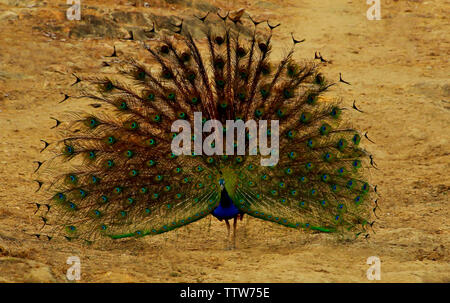 Dancing peacock, Pavo cristatus, Bandipur National Park, Karnataka, India. Foto Stock