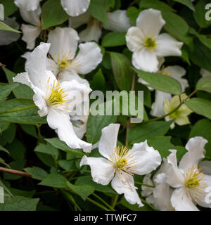 La clematide montana grandiflora Foto Stock