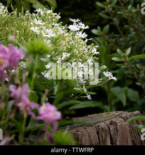 Phlox subulata il simbolo del fiocco di neve Foto Stock