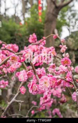 Foresta di Bamboo prugna Fiore strada prato in primavera a Chengdu, Cina Foto Stock