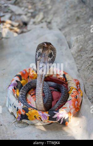 Ritratto cobra indiano a Rishikesh, India. Close up Foto Stock