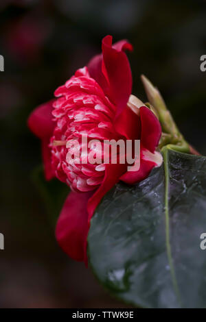 Camellia rosso bianco colorato vista laterale Foto Stock