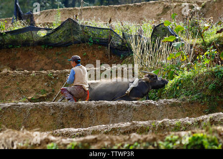 Imprenditore e bufali al lavoro nei campi di riso di Yunnan in Cina. Yuanyang, Yunnan in Cina - Novembre 2018 Foto Stock