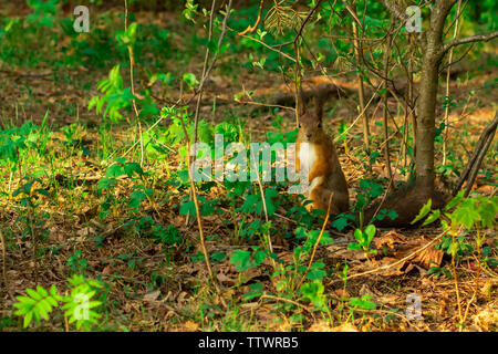 I capelli rossi wild squirrel sorge nel verde fogliame della foresta Foto Stock