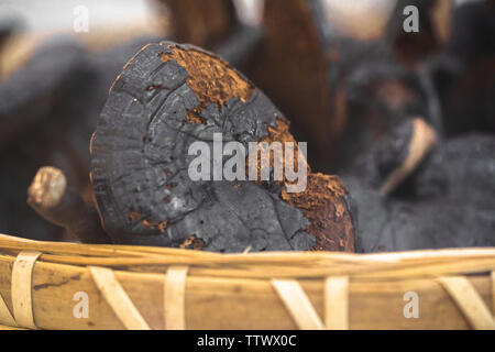 Ganoderma lucidum, tradizionale rifornimento di sangue pasto medicinali medicinali Cinesi materiali. Foto Stock