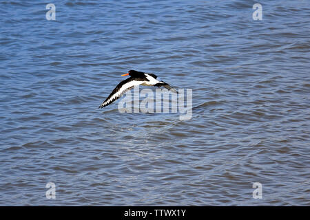 Haematopus ostralegus, Eurasian oystercatcher, volando sopra il mare blu. Becco e colore degli occhi rivelano l'età dell'uccello, old adulti in questo caso. Foto Stock