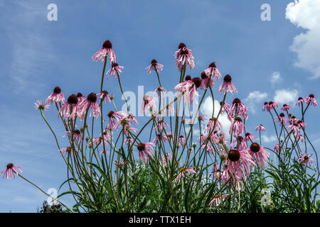 Fiori di conchiglia viola Glade contro il cielo blu Echinacea simulata Foto Stock