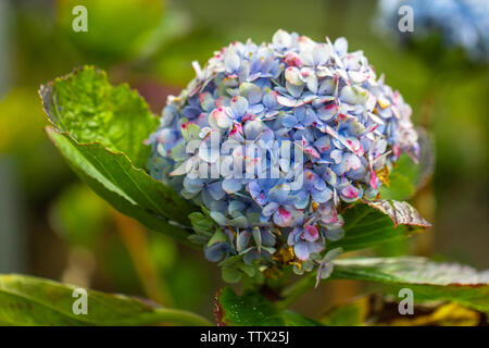 Vicino sul Mophead Hydrangea crescente nel campo sull'isola di Maui Foto Stock